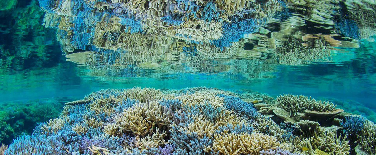 海の熱帯雨林 サンゴ礁 From The Ocean